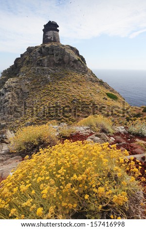 Tower on Capraia island Elba with yellow wild flowers sea and blue sky, Tuscany, Italy, Europe