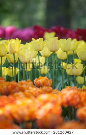 Beautiful orange and yellow tulip flowers in garden with blurred background, Keukenhof, Netherlands