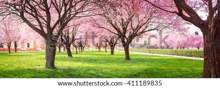 Panorama of Cherry blossom trees Alley in garden on a fresh green lawn at sunset