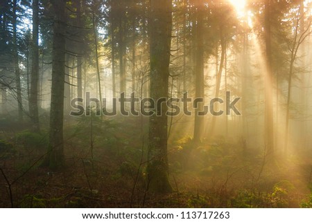 Late autumn morning in the foggy forest with sun beams.