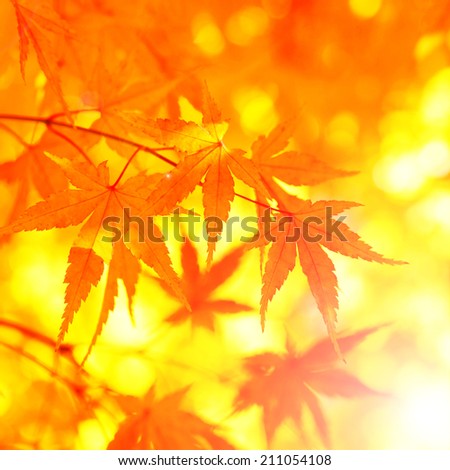 Fantasy acer autumn tree leaves background.