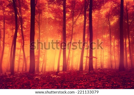 Creepy red over saturated forest trees. Color filter filter effect used.