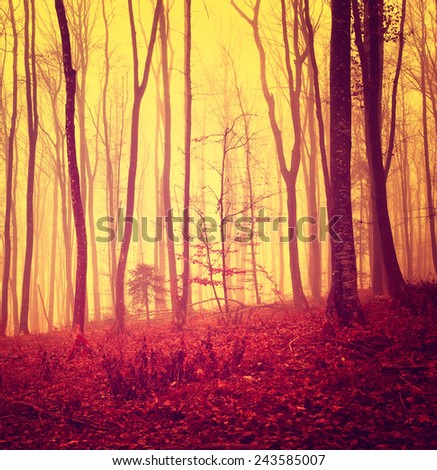 Creepy red over saturated woods. Color filter filter effect used.