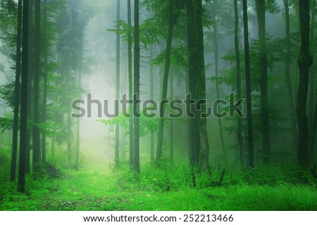 Fantasy green forest with mystic light. Color filter effect used.