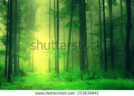 Fantasy yellow green forest with mystic light. Color filter effect used.