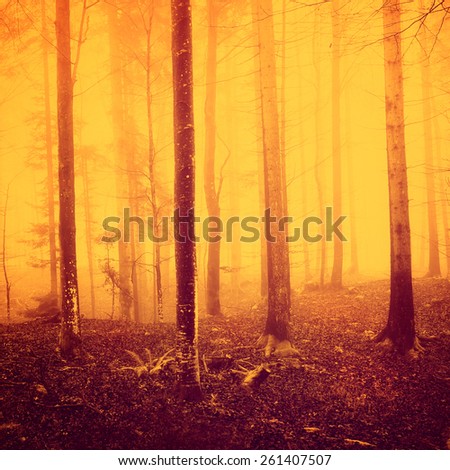 Creepy yellow red over saturated woods background. Color filter filter effect used.