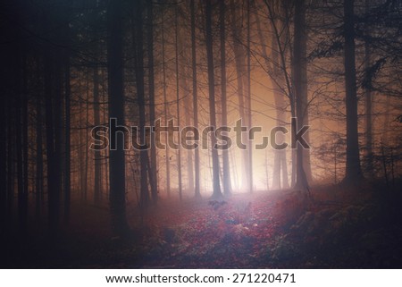 Creepy red foggy vintage forest scene. Color filter and vintage filter effect used.