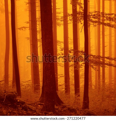 Creepy red over saturated forest. Color filter filter effect used.
