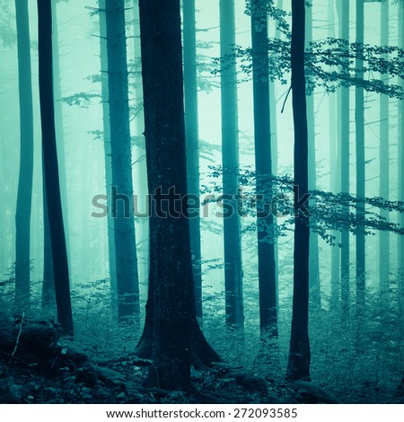 Fantasy blue color light, foggy forest background. Blue color filter effect used. Lovely dreamy blue saturated woodland.