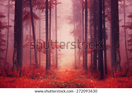 Red color saturated foggy fantasy forest scene with path. Filter color effect used.