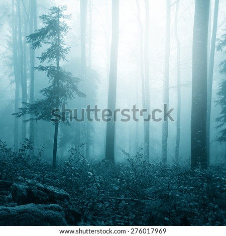 Fantasy blue color in magic foggy forest. Light effect and turquoise color effect added.