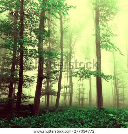 Fantasy yellow green foggy beech tree forest with mystic light. Color filter effect used.