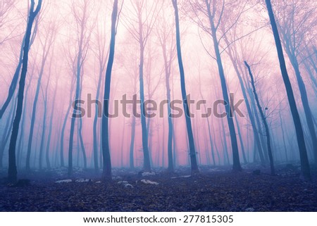Fantasy pink and blue color foggy fairytale forest scene. Color filter effect used.