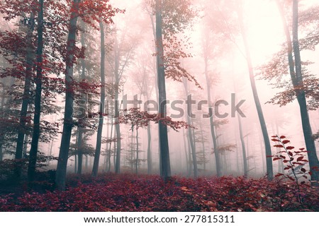 Beautiful red colored foggy fantasy forest landscape with mystic light. Red color filter effect used.