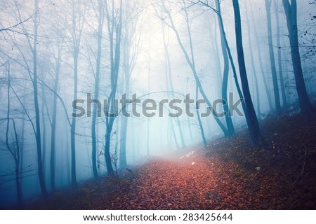 Scary blue foggy light seasonal forest scene with orange red colored foggy path.