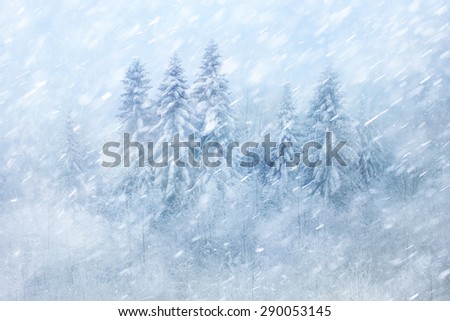 Winter forest scene with snowfall. Beautiful heavy snowfall forest landscape background.