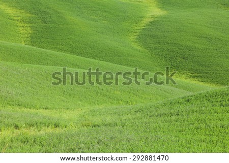 Morning green color meadow field waves abstract background. Picture was taken in Tuscany, Italy.