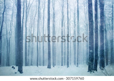 Snowfall in foggy beech forest landscape. Snowy woodland background.
