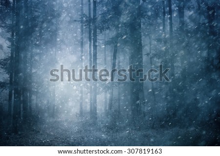 Dreamy snowfall in dark blue colored foggy forest. Beautiful winter snowy forest landscape. Heavy snowfall in magic foggy forest.