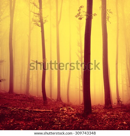 Fire red saturated autumn season foggy forest background. Over saturated yellow red forest trees background.