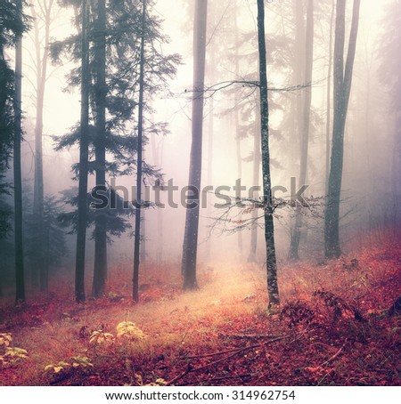 Magic autumn season color forest tree background with bright orange red path. Beautiful seasonal woodland.