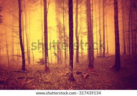 Creepy yellow red oversaturated foggy woods landscape. Color filter filter effect used.
