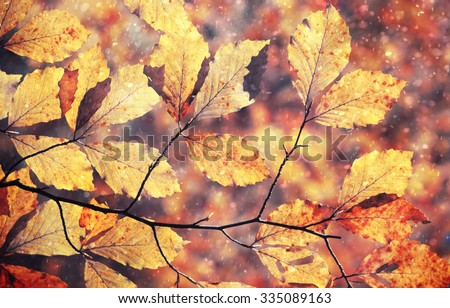 Magical colorful rainy and sunny autumn season beech tree branch with colorful autumn leaves. Beautiful rainy and sunny autumn season leaves background.