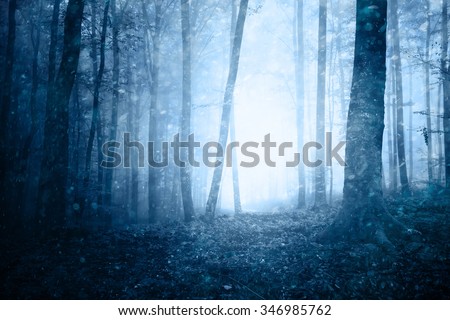 Dreamy magical snowfall in dark blue colored foggy forest. Beautiful winter snowy forest landscape. Heavy snowfall in magic foggy forest.