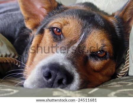 Close-up of dog lying down with sorrowful expression on his face, focus on eyes