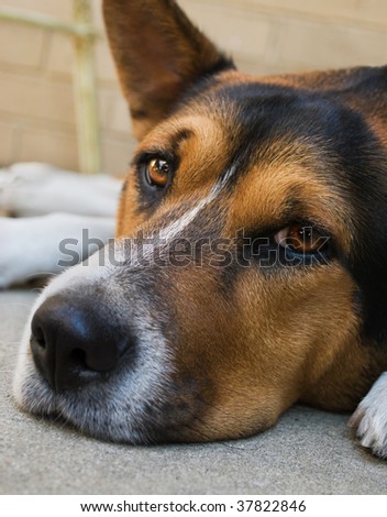 closeup of dog laying down with sad expression, looking into camera
