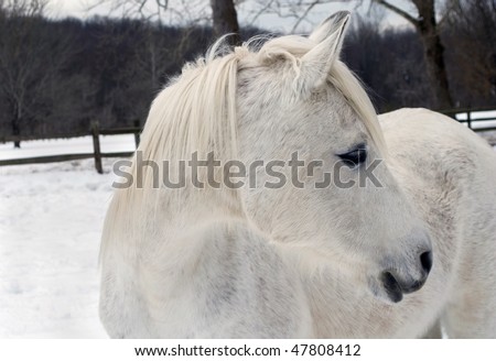white Arabian horse in a snowy paddock with it\'s head turned to look at something, focus on foreground, background blurred