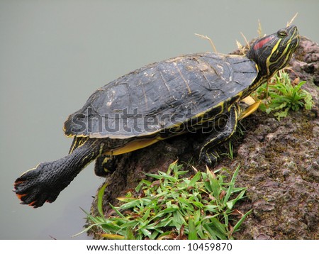 A turtle rests on a rock and stretches a leg