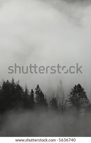 Foggy woods; room for text