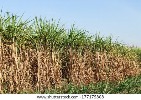 Sugar cane field and blue sky