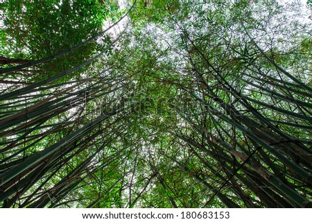 Bamboo forest in Thailand,Bamboo background