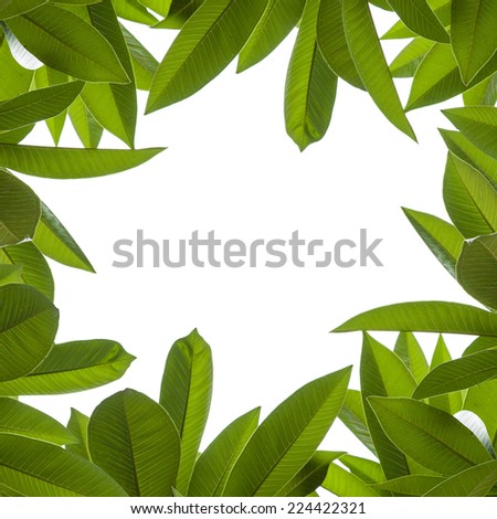 green leaf isolated on white background,frangipani leaf background.