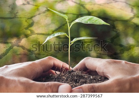 global warming theme,hands holding and caring a young plant with cracked ground background