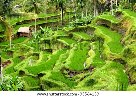 [Obrazek: stock-photo-rice-fields-bali-indonesia-93564139.jpg]