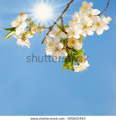 Blooming cherry tree branches with a blue sky and sun