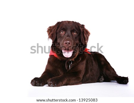 chocolate lab dog. Pet Chocolate Lab Dog