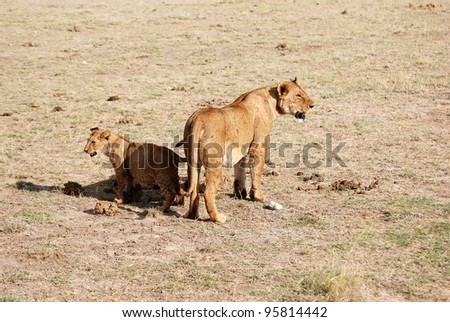 A young lion  (Panthera leo) with his mother