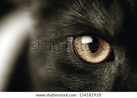 Closeup Of A Cat'S Eye, Toned Sepia