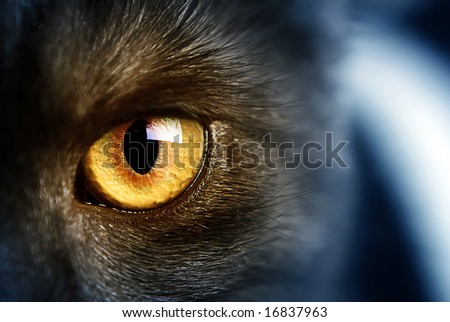 Cat\'s eye