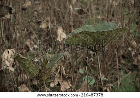 In fall, Broken lotus leaf.