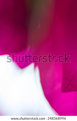 Abstract flowers. Colorful Bougainvillea flowers