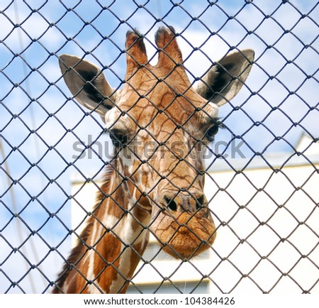 Giraffe looking through metallic fence in the zoo