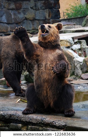 Big brown bear asking for food in the zoo