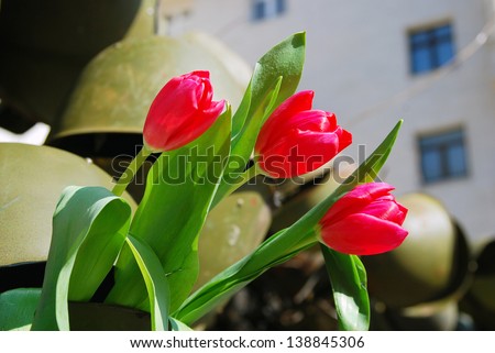 MOSCOW, RUSSIA - MAY 09: Victory day installation made of soldiers\' helmets and natural red tulips placed on Kamergersky lane in Moscow city center. Victory Day celebration on May 09, 2013 in Moscow.