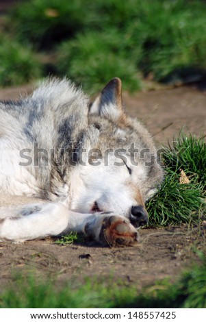 Sleeping wolf portrait