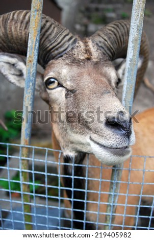European mouflon portrait. The animal looks at camera sticking the head out through metallic fence.